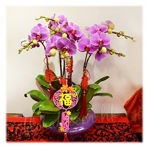 COR1N  CNY Flower – 6 Stalk Phalaenopsis Orchids 